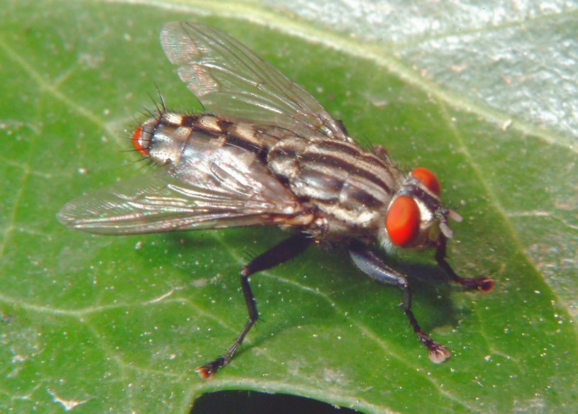 Macrofotografia, che passione!